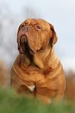 DOGUE DE BORDEAUX 190